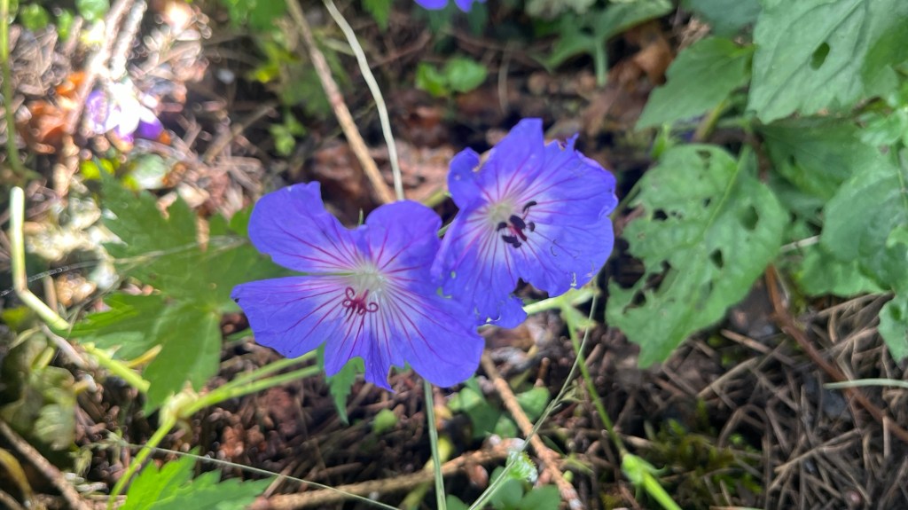 India 2024 Part 9 – Zanskar to&nbsp;Manali